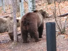 A New Pool for the Bears at the Park Near Belitsa