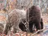 Tourist Boom in the Bear Park Near Belitsa